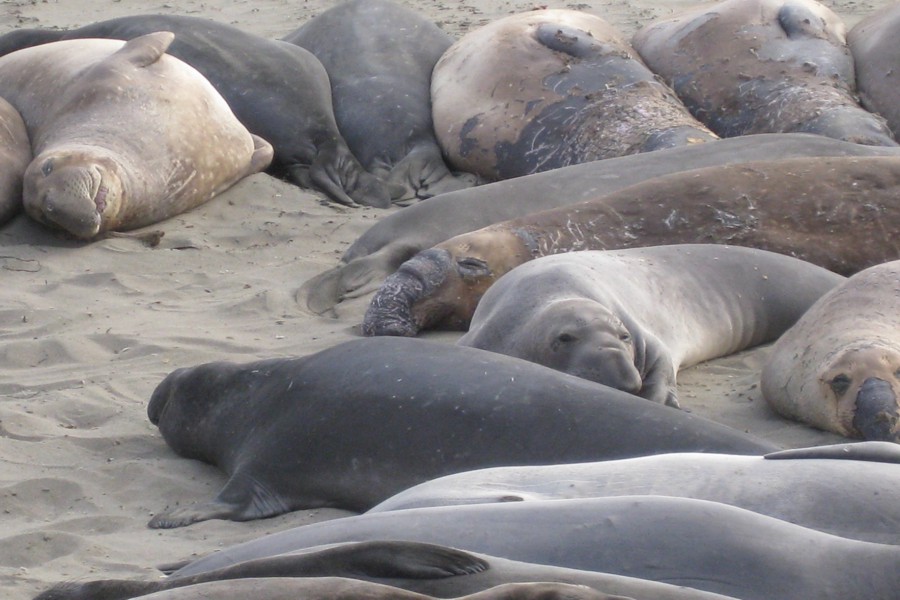 ../image/elephant seals near san simeon 7.jpg